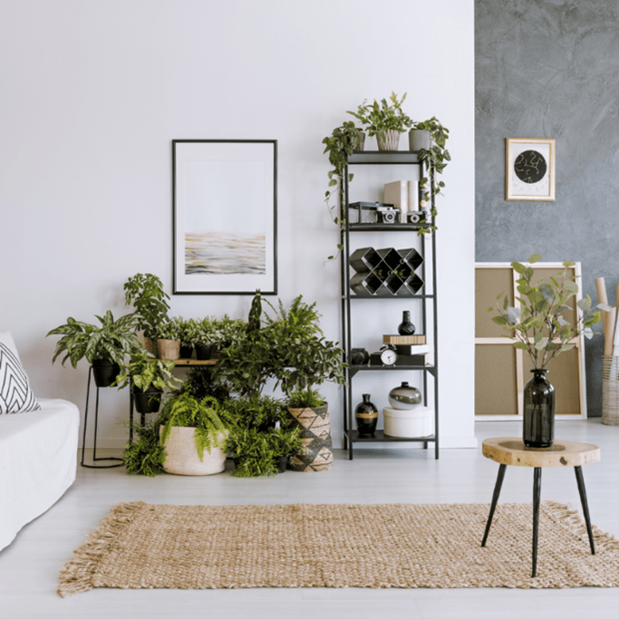 Plantas de interior: el aliado natural perfecto para invierno.