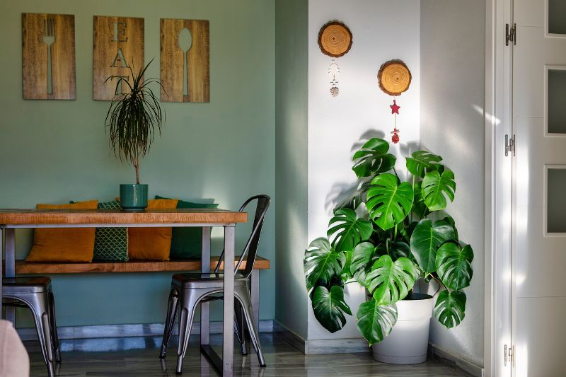 AL decorar las plantas son relevantes